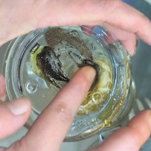natürliche diy haarpflege chebe in öl