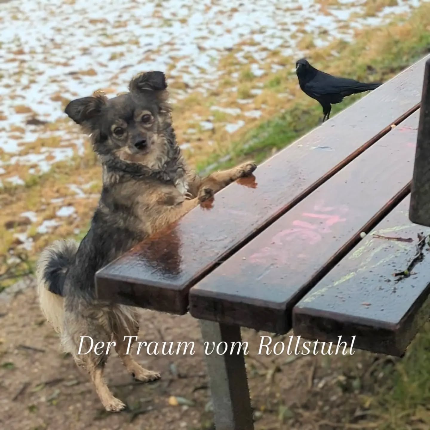 ME/ CFS Wunschträume, auf die ich verzichten könnte: Ich zu meinem winzigen fusseligen Hund, der mich erwartungsvoll anguckt "Und dann, mein Schatz, werden wir einen Rollstuhl haben... Einen ganz tollen. Und weißt du, was wir dann machen? Genau! Wir fahren direkt zum Kühlschrank... ääh Friedhof" 🤣 Wenn man hungrig und brain-fog-ig vom Sonntagsspaziergang träumt